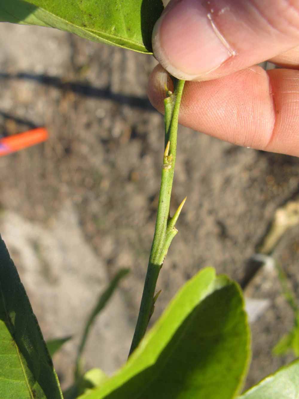              First year twig (Estes, Winter Haven, FL)       